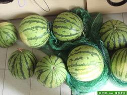 深圳平湖吃瓜 第1张 深圳平湖吃瓜 第1张